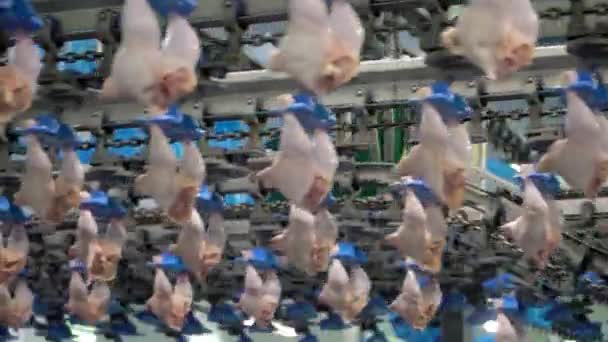 Poultry Processing Plant Conveyor Belt Food Factory Chicken Meat Production — Stock Video