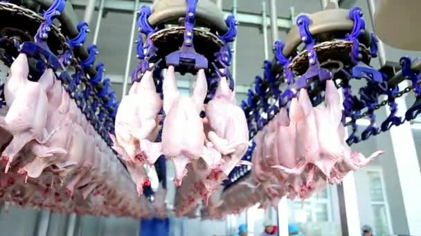 Linea Lavorazione Della Carne Pollame Trasportatore Macello Produzione Pollo Crudo — Video Stock