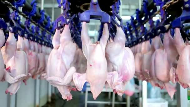 Fjäderfäbearbetningsindustri Produktionslinje För Rått Kycklingkött Teknisk Process Fjäderfäfabrik — Stockvideo