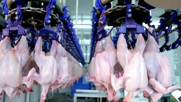 Viande Poulet Suspendue Dans Chaîne Convoyage Industrie Alimentaire Fabrication Industrielle — Video