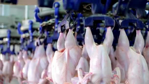 Tavuk Eti Endüstrisi Üretim Hattı Kümes Hayvanları Çiftliği Üretimi — Stok video