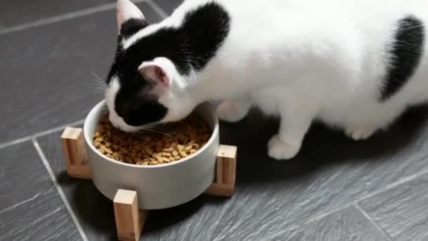 Voeden Schattig Huiselijk Stenografisch Kat Schattig Pluizig Huisdier Leven Stijl — Stockvideo