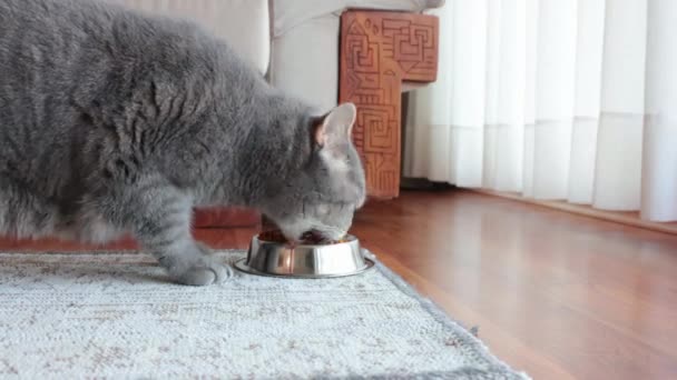 Pienso Seco Para Gatos Gato Escocés Come Comida Tazón Fuente — Vídeo de stock