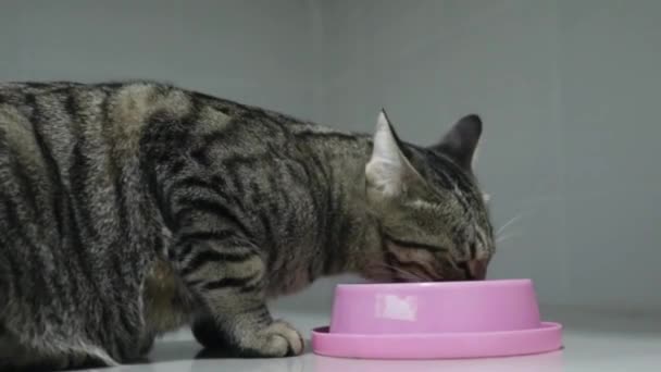 Trockenfutterkatze Nahaufnahme Eines Katzenfutters Eine Schüssel Eine Schottische Katze Frisst — Stockvideo