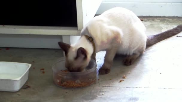Close Gato Branco Comer Comida Gato Uma Tigela Gatos Domésticos — Vídeo de Stock