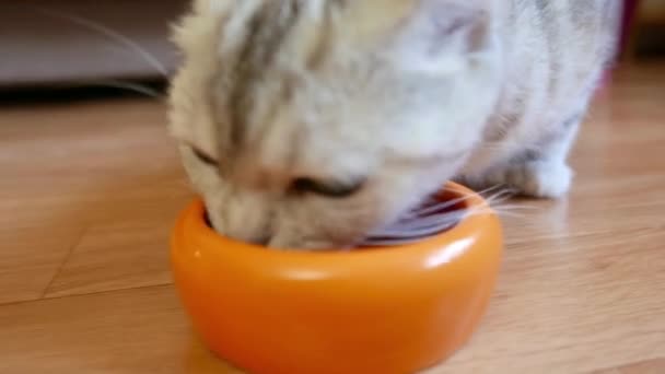 Dry Feed Cat Close Shot Cat Food Bowl Scottish Cat — Stock Video