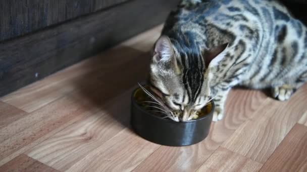 Dry Feed Cat Close Shot Cat Food Bowl Scottish Cat — Stock Video