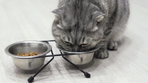 Schattig Kitten Eten Droog Voedsel Kom Vloer Huisdier Pluizig Schattig — Stockvideo