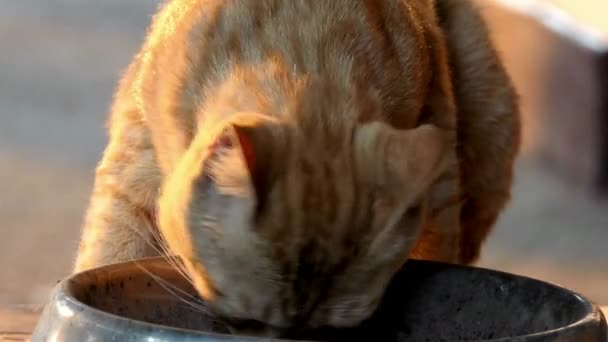 Gato Come Comida Seca Plato Rojo Jengibre Gatos Piso Cerca — Vídeos de Stock