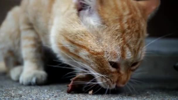 Kot Zjada Suche Jedzenie Jego Talerza Czerwony Rude Koty Podłodze — Wideo stockowe
