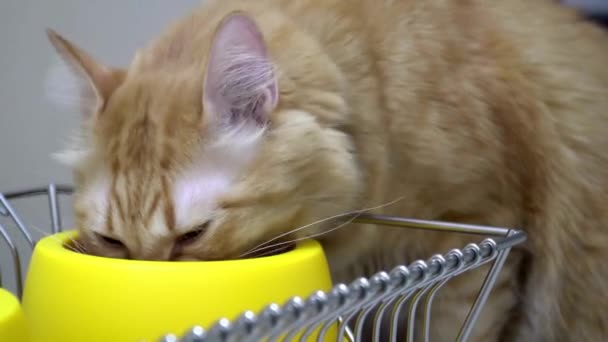 Τζίντζερ Γάτα Ζώο Οικόσιτη Κατανάλωση Ξηρών Τροφίμων Υγιεινό Γλυκό Κατοικίδιο — Αρχείο Βίντεο