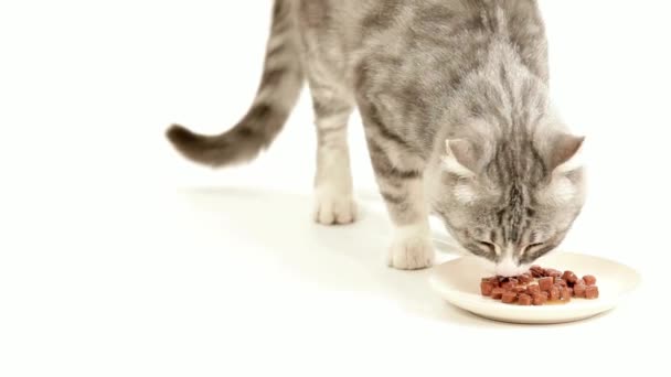 Kattenvoer Uit Kom Amerikaans Stenografisch Huisdier Grijs Katten Eten Droog — Stockvideo