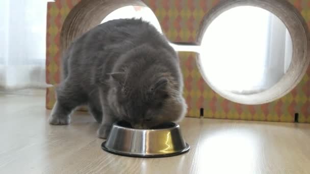可爱的小猫在地板上的碗里吃干粮 家养宠物猫绒毛可爱的家养猫 — 图库视频影像