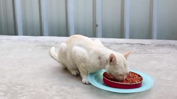Menutup Kucing Putih Makan Makanan Kucing Dari Mangkuk Kucing Domestik — Stok Video