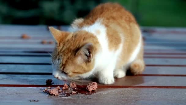 Imbir Kot Zwierzę Domowe Jedzenie Suche Jedzenie Zdrowe Słodkie Zwierzę — Wideo stockowe