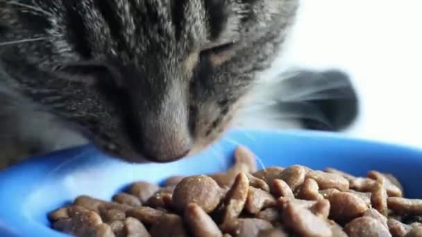 Γάτα Σίτιση Από Μπολ Αμερικανική Shorthair Εγχώριες Γκρίζες Γάτες Τρώνε — Αρχείο Βίντεο