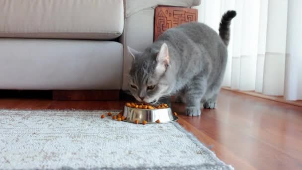 Katt Utfodring Från Skål Amerikanska Stenografien Inhemska Grå Katter Äta — Stockvideo