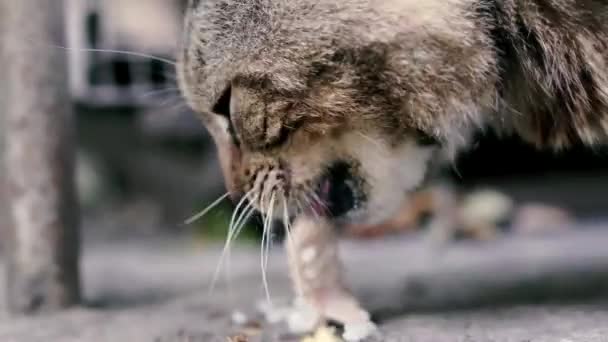 Cerca Gato Gris Comiendo Gato Comiendo Comida Seca Para Mascotas — Vídeos de Stock