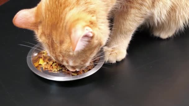 Ingwer Katze Tier Haustier Essen Trockenfutter Gesunde Süße Haustier Lifestyle — Stockvideo