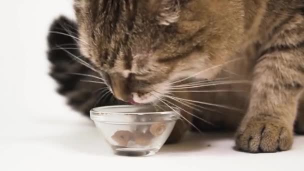 Kočka Krmení Mísy Americký Krátkosrstý Domácí Šedé Kočky Jíst Suché — Stock video
