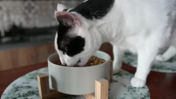 Κατοικίδια Αξιολάτρευτο Γάτα Σπίτι Τρώει Ξηρά Τροφή Του Από Μπολ — Αρχείο Βίντεο