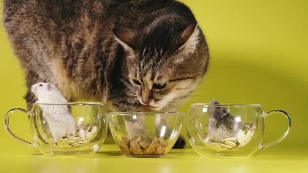 Voedsel Huisdier Zoogdier Dier Kat Bont Vlees Schattig Zwart Bruin — Stockvideo