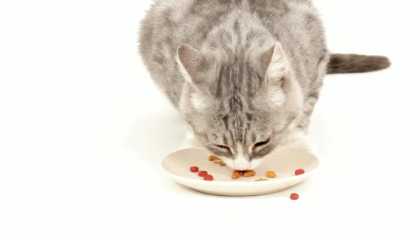 Τροφή Κατοικίδιο Ζώο Συντροφιάς Θηλαστικό Ζώο Γάτα Γούνα Κρέας Χαριτωμένο — Αρχείο Βίντεο