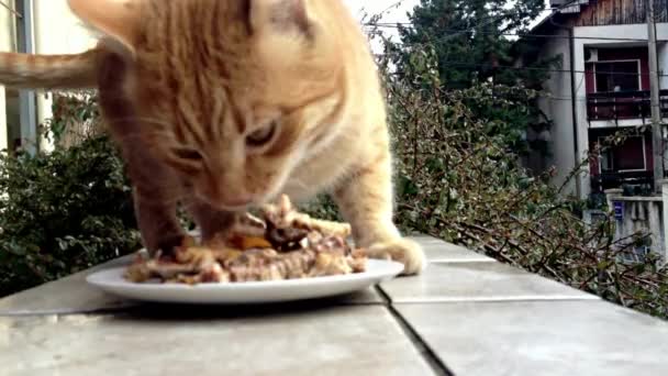 Huiselijke Schattige Huis Kat Het Eten Van Zijn Droge Voedsel — Stockvideo