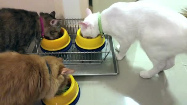อาหารส ยงส ยงส ยงเน อแมวขนส าตาลธรรมชาต Closeup นขนาดเล — วีดีโอสต็อก
