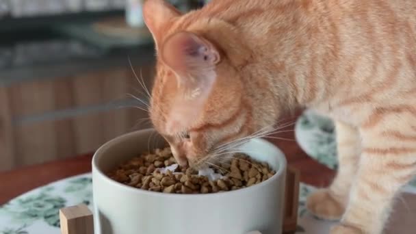 Cat Room Eating Food Bowl Home Közelkép Aranyos Háziállat Macska — Stock videók