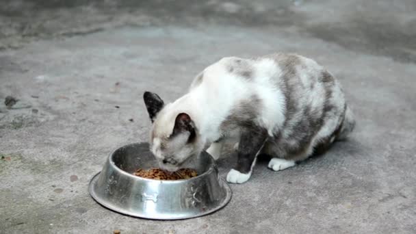 可爱的家猫吃碗里的食物猫科动物宠物食品概念家养宠物 — 图库视频影像