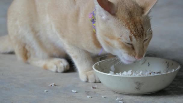 Schattig Huisdier Kat Eten Voedsel Kom Katachtige Dier Huisdier Voedsel — Stockvideo