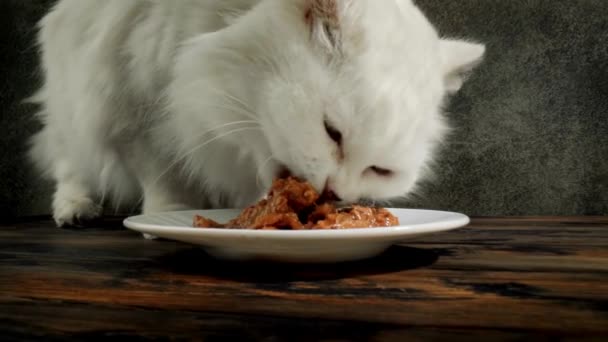 空腹の猫が屋内のボウルから食べ物を食べるという近景です — ストック動画