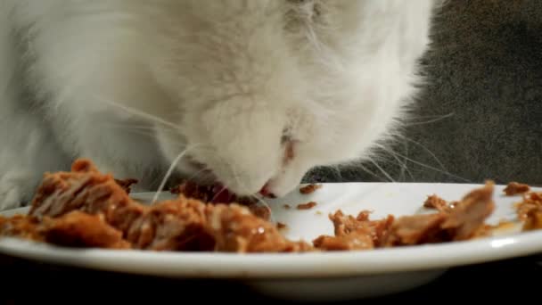 Katze Zimmer Essen Aus Schüssel Hause Nahaufnahme Niedliche Hauskatze Katze — Stockvideo
