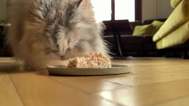 Кормление Cute Domestic Shorthair Кошка Очаровательный Пушистый Домашний Стиль Жизни — стоковое видео