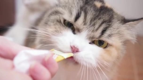 Cerrar Gato Blanco Comer Comida Gato Tazón Gatos Domésticos Comer — Vídeo de stock