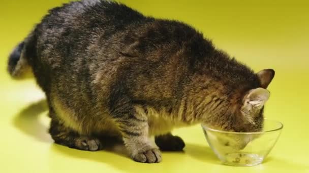 Roztomilý Domácí Kočka Jíst Jídlo Misce Kočičí Zvíře Domácí Zvíře — Stock video