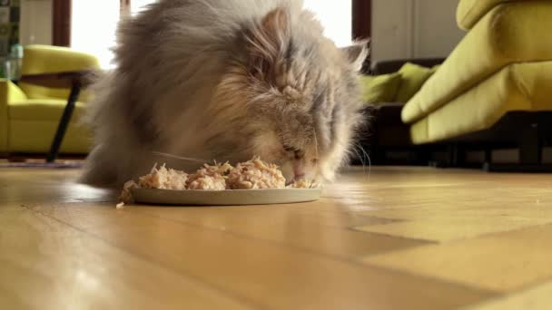 Close Gato Cinza Comendo Gato Comendo Comida Animal Estimação Seca — Vídeo de Stock