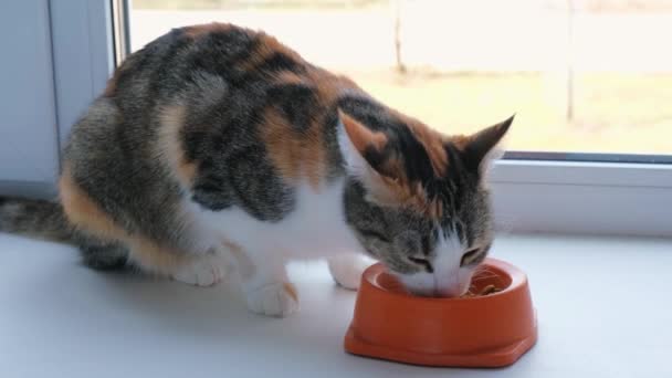 Pisică Cameră Mâncând Alimente Bowl Home Închideți Animalul Companie Drăguț — Videoclip de stoc