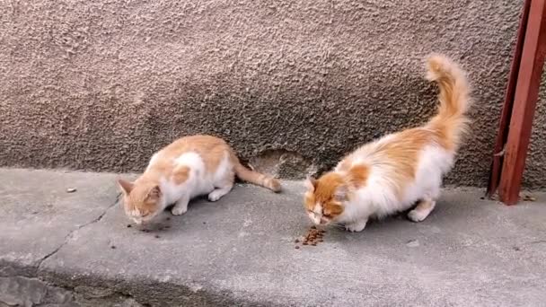 Τζίντζερ Γάτα Ζώο Οικόσιτη Κατανάλωση Ξηρών Τροφίμων Υγιεινό Γλυκό Κατοικίδιο — Αρχείο Βίντεο