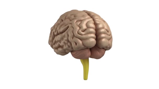 Gezondheid Van Hersenen Geest Idee Hoofd Concept Menswetenschappen Grafisch Cgi — Stockvideo