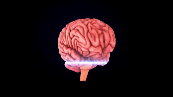 Hjärna Hälsa Och Sinne Idé Huvud Koncept Humanvetenskap Grafisk Cgi — Stockvideo