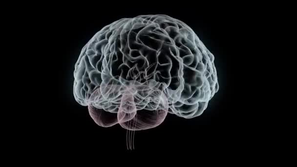 Nsan Beyni Anatomisi Bilimi Konseptinin Boyutlu Canlandırması Tıbbi Araştırma Bilgisayarı — Stok video