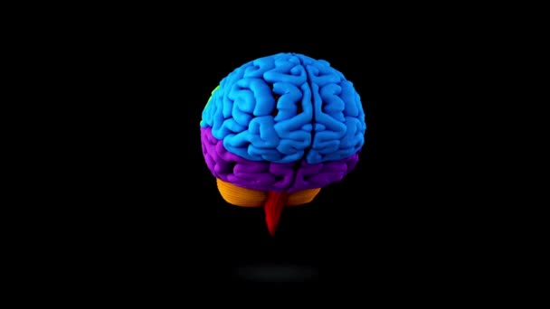 Animación Cerebral Looping Rotaing Human Head Wireframe Conceptual Animation — Vídeo de stock