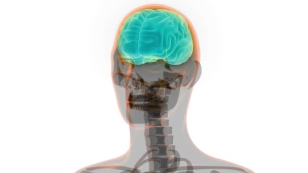 Animation Εγκέφαλος Looping Rotaing Ανθρώπινο Κεφάλι Wireframe Εννοιολογική Animation — Αρχείο Βίντεο
