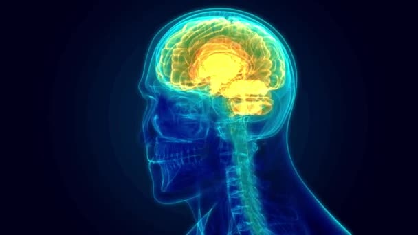 Mozek Vykreslení Věda Inteligence Hlava Pracovní Lidské Anatomie Koncept Černém — Stock video