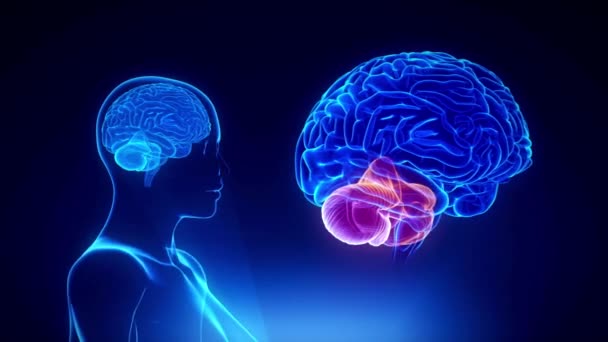 Ludzki Mózg Obracający Się Hologram Ludzka Głowa Niebieskie Światło Płynny — Wideo stockowe