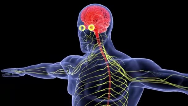 Sistema Humano Nervio Cerebro Rotación Holograma Humano Cabeza Azul Luz — Vídeos de Stock