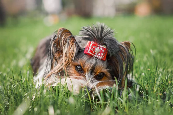Very beautiful Biewer Yorkie puppy with a red butterfly in green grass