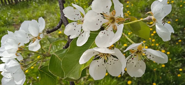 Very Beautiful Apple Blossom White Tree Flowers Close — Photo